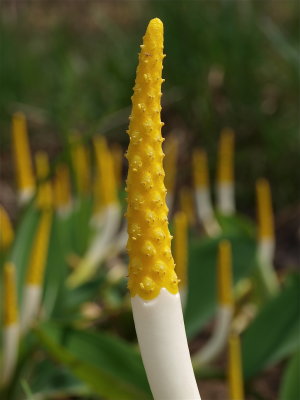 Orontium aquaticum (Golden Club)