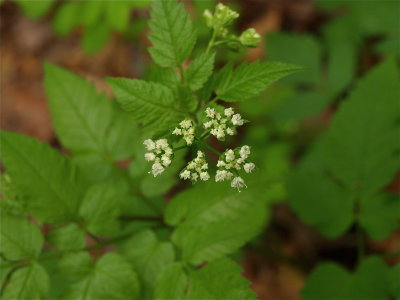 Osmorhiza species (Aniseroot)