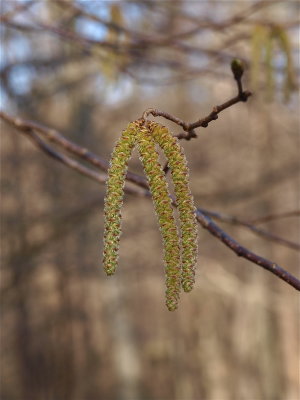 Ostrya virginiana (Hornbeam)