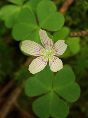 Oxalis montana (Common Wood-Sorrel)