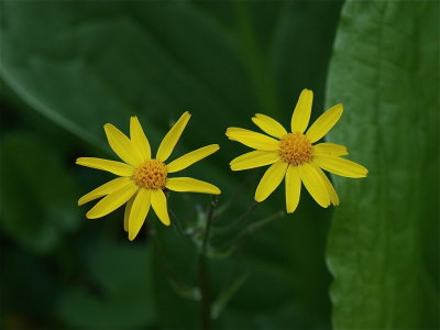 Packera aurea (Golden Ragwort)