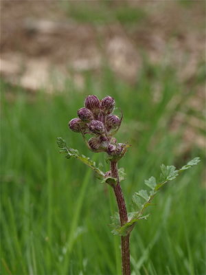 Packera aurea (Golden Ragwort) - Flower Buds