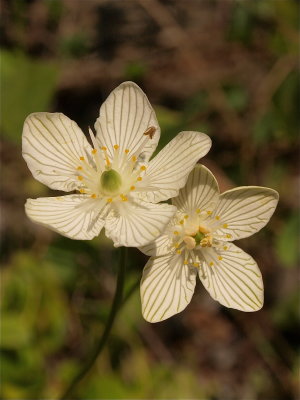 Parnassia glauca (Grass-of-Parnassus)
