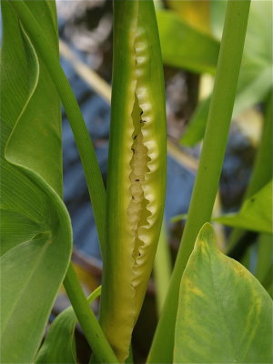Peltandra virginica (Arrow Arum)