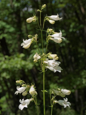 Penstemon digitalis (Foxglove Beardtongue)