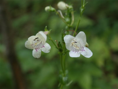 Penstemon digitalis (Foxglove Beardtongue) - Close View