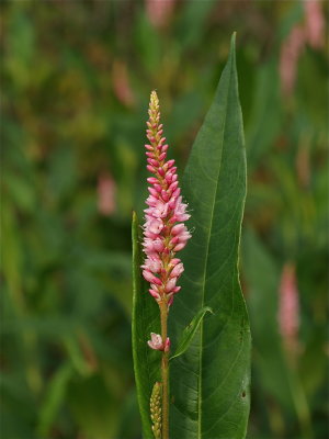 Persicaria amphibia (Water Smartweed)