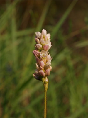 Persicaria pensylvanica (Pennsylvania Smartweed)