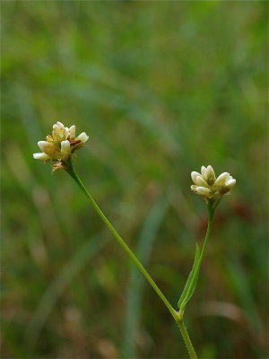 Persicaria sagittata (Arrow-Leaved Tearthumb)