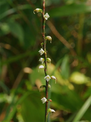 Persicaria virginiana (Jumpseed)