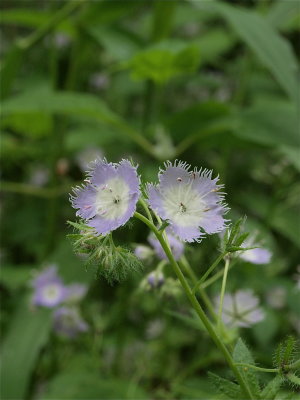 Phacelia purshii (Miami-Mist)