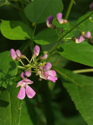 Phaseolus polystachios (Wild Kidney Bean)