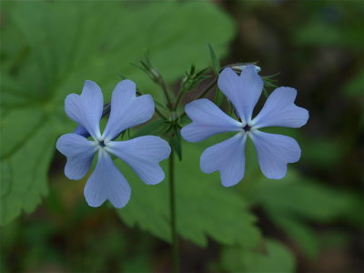 Phlox divaricata (Blue Phlox) - Blue Flowers
