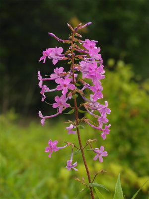 Phlox maculata (Wild Sweet-William)