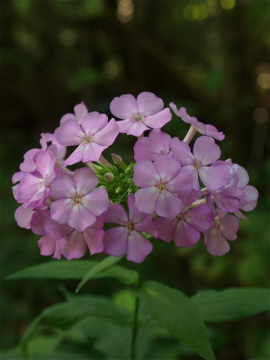 Phlox paniculata (Garden Phlox)