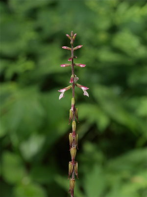 Phryma leptostachya (Lopseed)