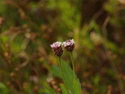 Phyla lanceolata (Lance-Leaved Fog-Fruit)