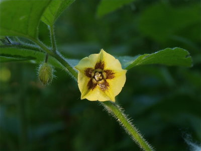 Physalis heterophylla (Clammy Ground-Cherry)