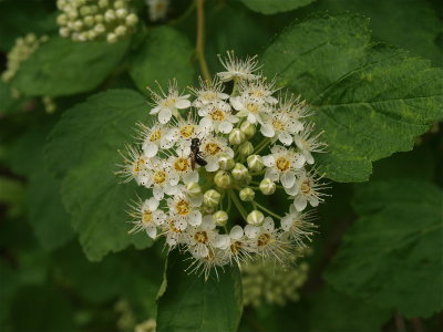 Physocarpus opulifolius (Ninebark)
