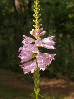 Physostegia virginiana (Obedient-Plant) - Pink Flowers