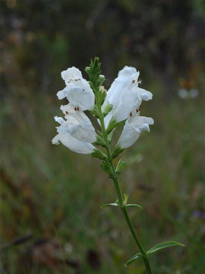 Physostegia virginiana (Obedient-Plant) - White Flowers