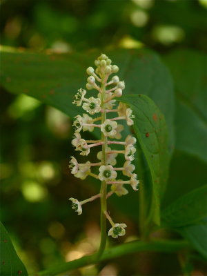 Phytolacca americana (Pokeweed)