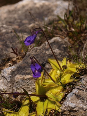 Pinguicula vulgaris (Butterwort)