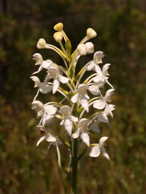 Platanthera blephariglottis (White Fringed Orchid)