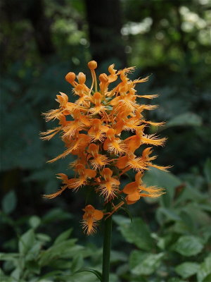 Platanthera ciliaris (Orange Fringed Orchid)