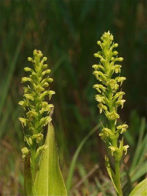 Platanthera flava (Tubercled Orchid)