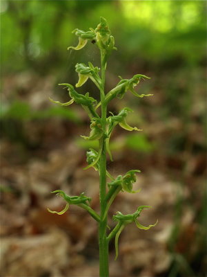 Platanthera hookeri (Hooker's Orchid)