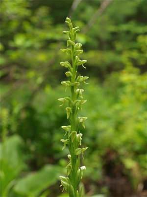 Platanthera huronensis (Huron Green Orchid)