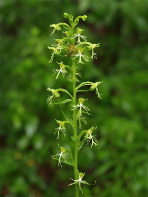 Platanthera lacera (Green Fringed Orchid)