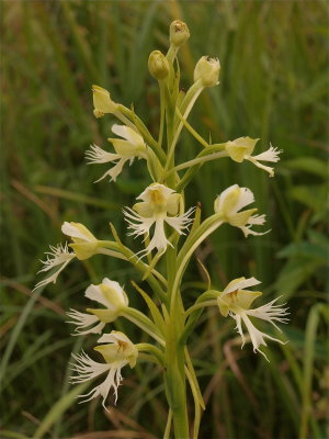 Platanthera leucophaea (Prairie Fringed Orchid)