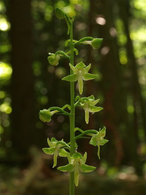 Platanthera orbiculata (Round-Leaved Orchid)