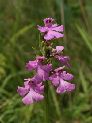 Platanthera peramoena (Purple Fringeless Orchid)