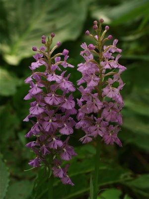 Platanthera psycodes (Small Purple Fringed Orchid)