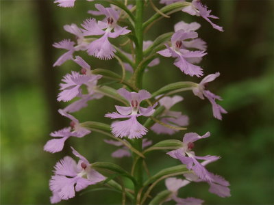 Platanthera psycodes (Small Purple Fringed Orchid) - Close View
