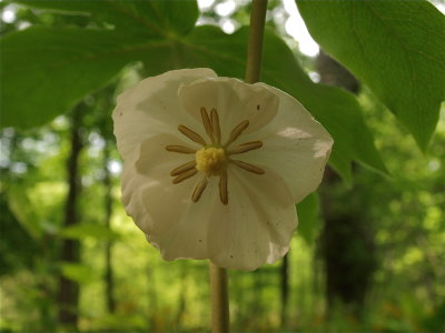 Podophyllum peltatum (May-Apple)