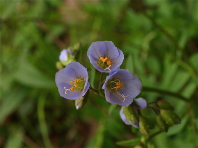 Polemonium reptans (Greek Valerian) - Yellow Stamens