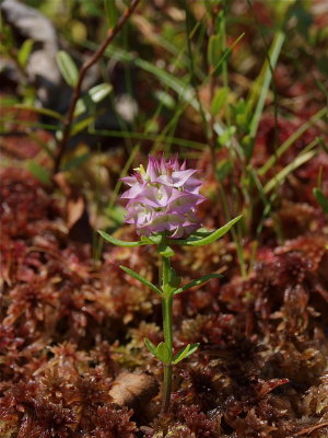 Polygala cruciata (Cross-Leaved Milkwort)