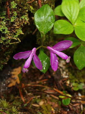 Polygala paucifolia (Fringed Polygala)