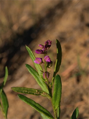 Polygala polygama (Racemed Milkwort)