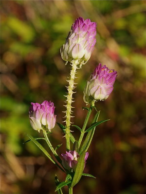 Polygala sanguinea (Field Milkwort)