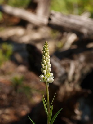 Polygala senega (Seneca Snakeroot)