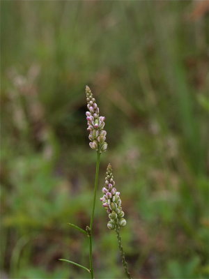 Polygala verticillata (Whorled Milkwort)