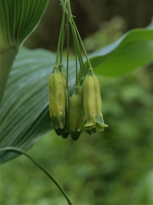 Polygonatum canaliculatum (Giant Solomon’s-Seal)