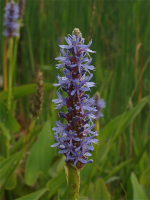 Pontederia cordata (Pickerelweed)