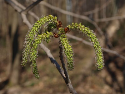 Populus tremuloides (Quaking Aspen)