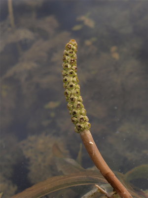 Potamogeton species (Pondweed)
